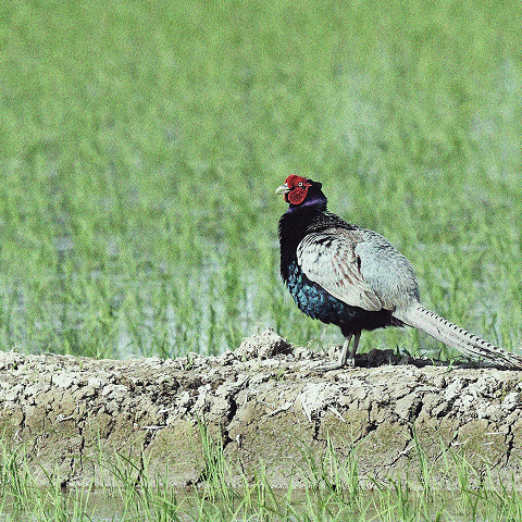 田んぼにいる鳥